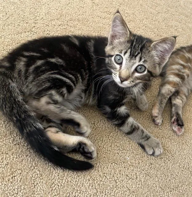 A baby small-sized male Domestic Short Hair cat named Thumper for adoption in Sacramento, CA