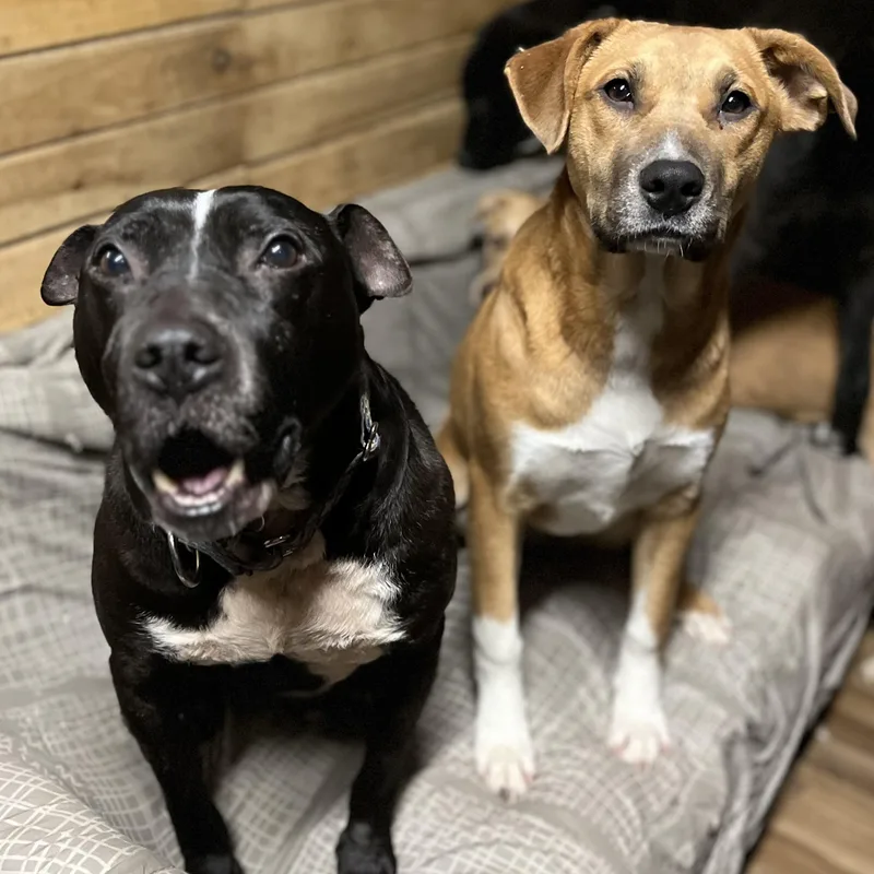 Machomans thumbnail 4