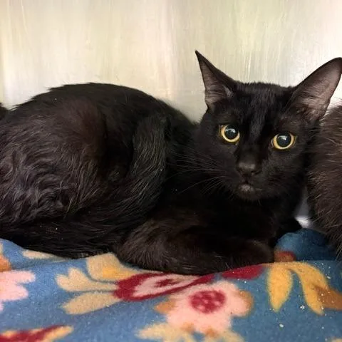 An adult medium-sized male Black Domestic Short Hair cat named Tadachi for adoption in Emporia, KS
