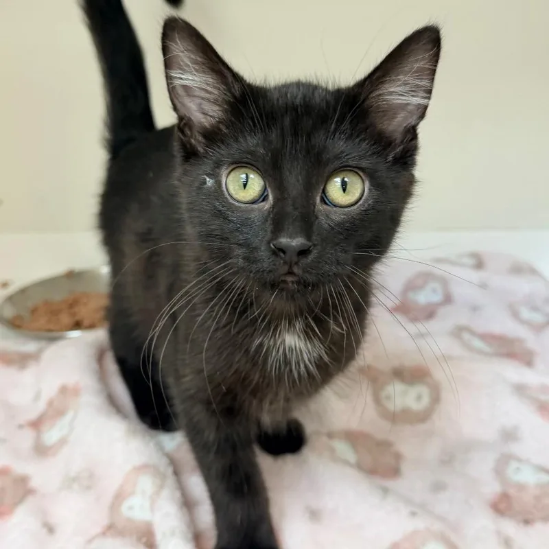 A baby small-sized male Black Domestic Short Hair cat named Castor for adoption in Champaign, IL