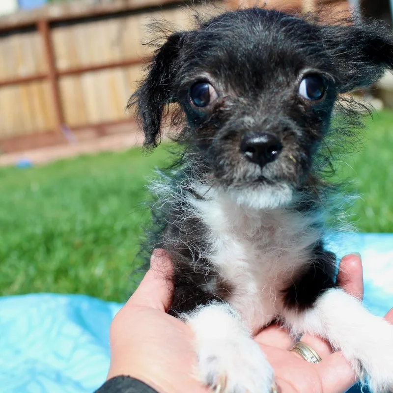 A baby small-sized male Black Chihuahua dog named Mr. Buzz for adoption in Ridgefield, WA