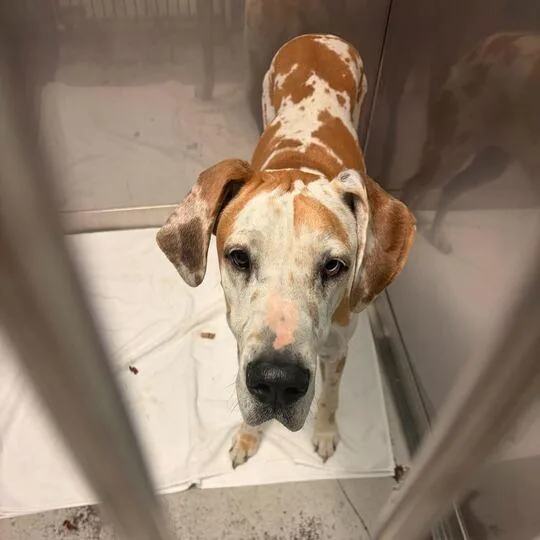 An adult large-sized female White / Cream Mixed Breed dog named Hermes for adoption in Davenport, IA
