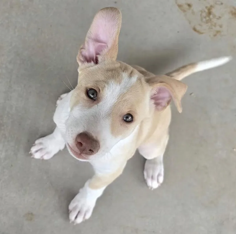 A baby medium-sized female Labrador Retriever dog named Marie for adoption in Williamsburg, NM