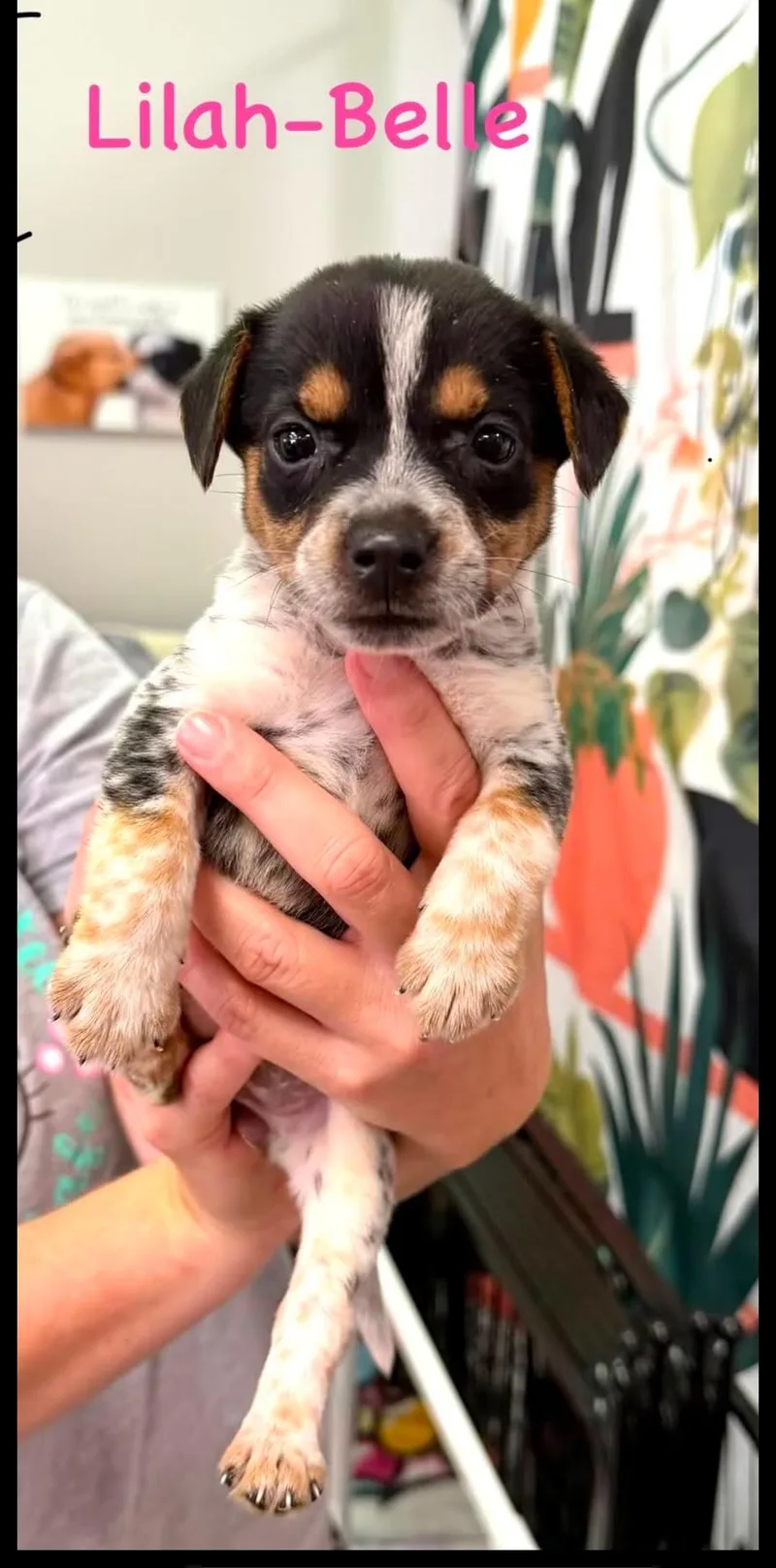LilahBelle