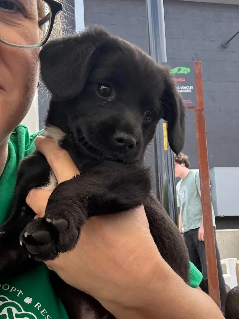 A baby medium-sized male Labrador Retriever dog named Harry for adoption in Waxhaw, NC