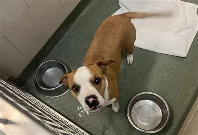 A young medium-sized male Mixed Breed dog named A for adoption in Santa Fe, NM