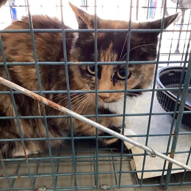 A young small-sized female Calico Domestic Medium Hair cat named Kallie for adoption in Montgomery, AL
