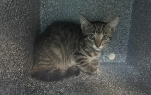 A baby small-sized male Domestic Short Hair cat named Circus for adoption in New York, NY