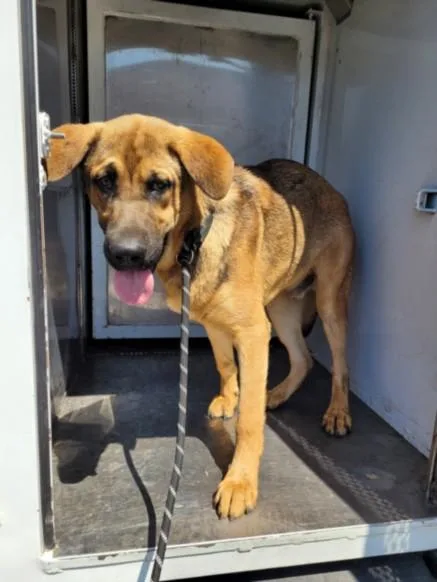 A young medium-sized male Mixed Breed dog named Huckleberry for adoption in San Pedro, CA
