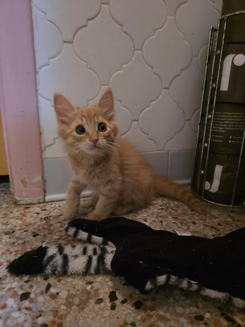 A baby medium-sized male Tabby (Orange / Red) Domestic Medium Hair cat named Jerry for adoption in Maitland, FL