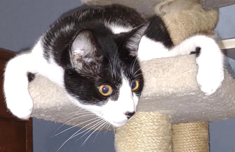 An adult medium-sized male Black & White / Tuxedo Tuxedo cat named A Cat Named Booger for adoption in Metairie, LA