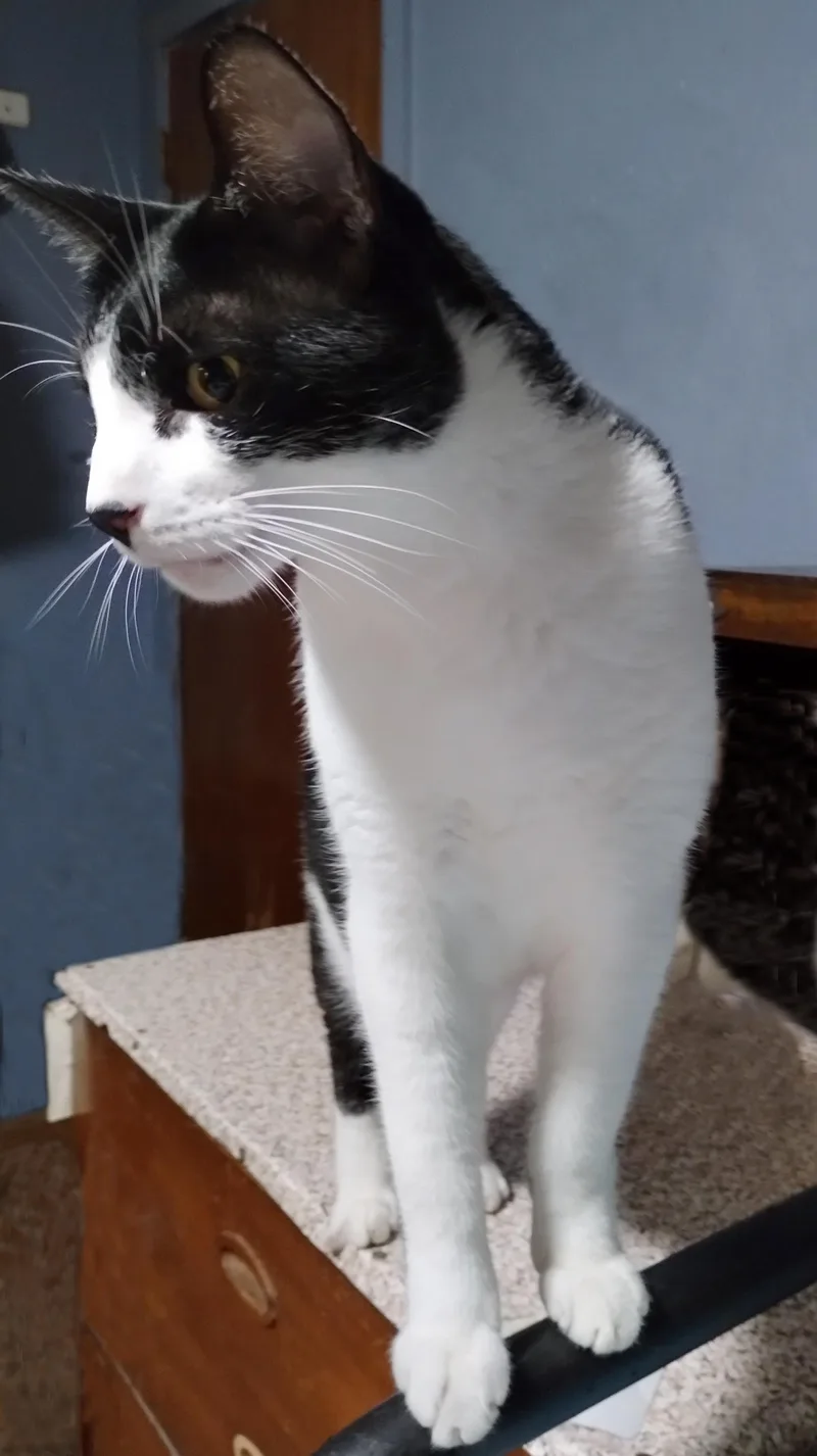 A Cat Named Booger thumbnail 2