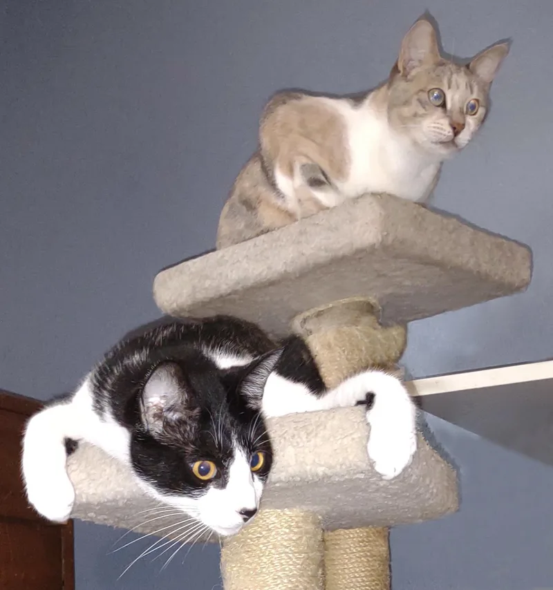 A Cat Named Booger thumbnail 3