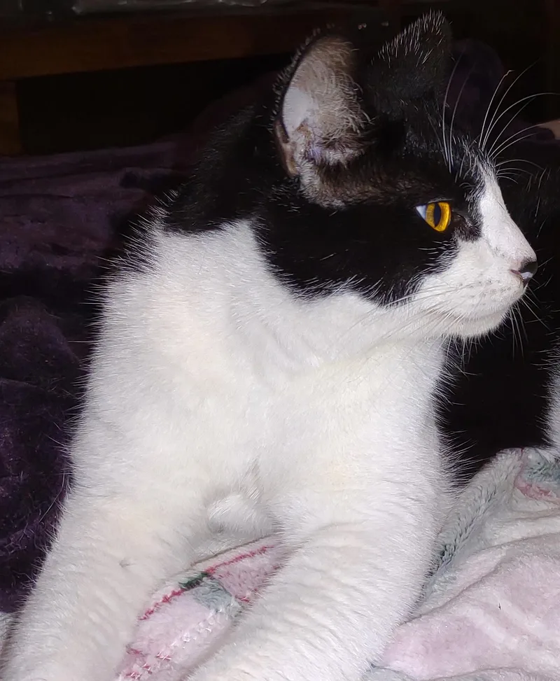 A Cat Named Booger thumbnail 4