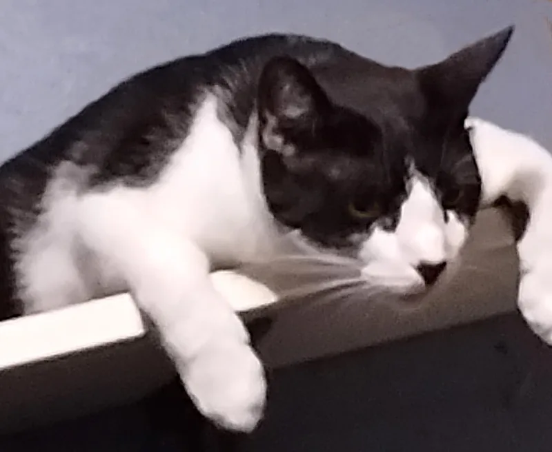 A Cat Named Booger thumbnail 5
