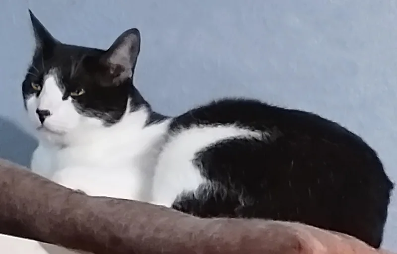 A Cat Named Booger thumbnail 6