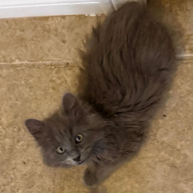 A baby small-sized male Gray / Blue / Silver Domestic Long Hair cat named Pitcher for adoption in Las Vegas, NV