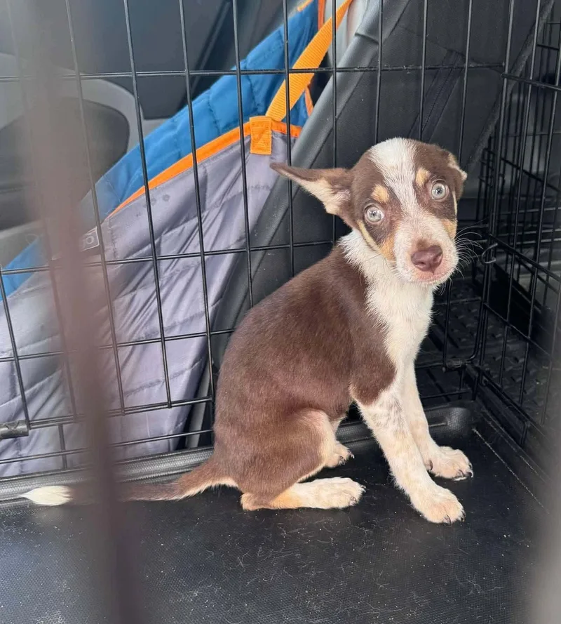 A baby small-sized female Chihuahua dog named Kim Possible for adoption in Uxbridge, MA