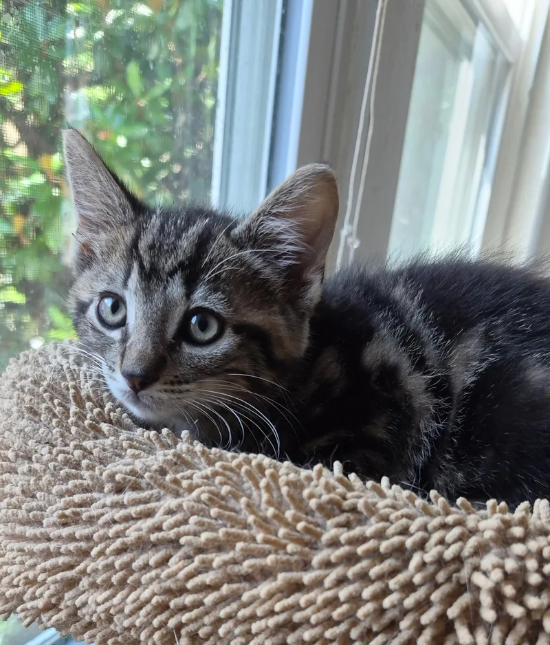 A baby medium-sized male Tabby (Gray / Blue / Silver) Domestic Short Hair cat named Cooper for adoption in Louisville, KY