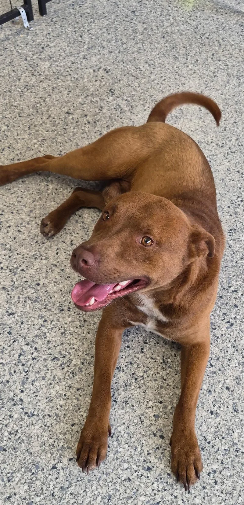 An adult medium-sized male Pit Bull Terrier dog named Grizz for adoption in Mokena, IL