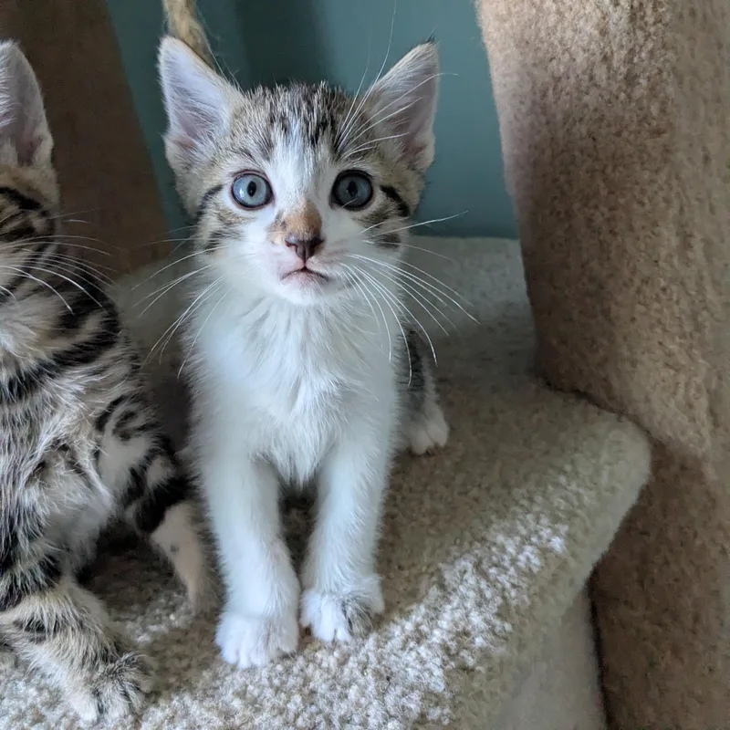 A baby medium-sized male Tabby (Gray / Blue / Silver) Tabby cat named Anthony for adoption in San Juan Capistrano, CA