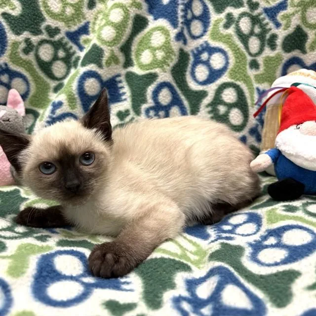A baby small-sized female Domestic Short Hair cat named Cookie for adoption in Rancho Cucamonga, CA