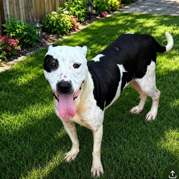 An adult large-sized female American Bulldog dog named Rumi for adoption in Winter haven, FL