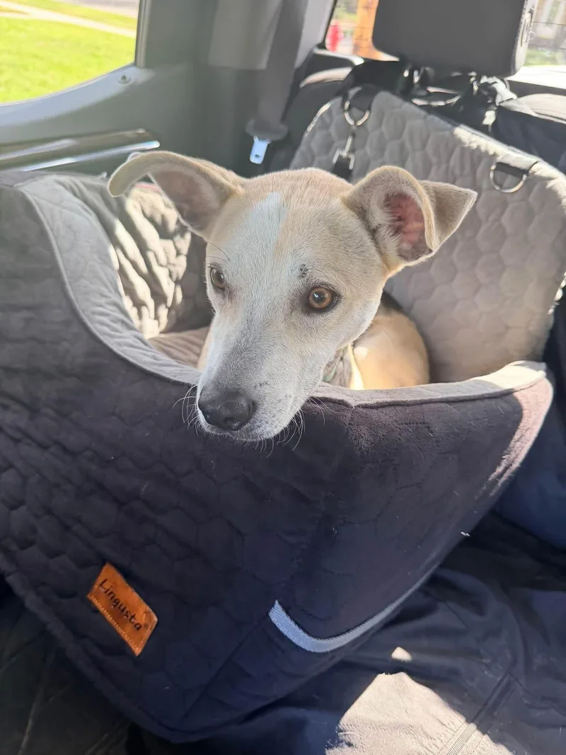A young medium-sized male Shepherd dog named Roger for adoption in New London, WI