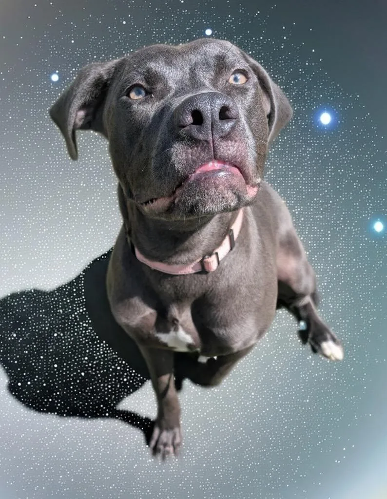 A young large-sized female Labrador Retriever dog named Anna for adoption in Fort Myers, FL