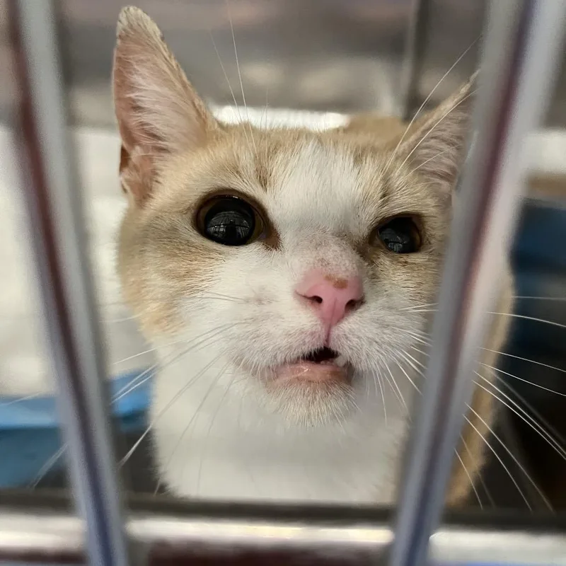 An adult small-sized female White Domestic Short Hair cat named Clementine for adoption in Greensboro, NC
