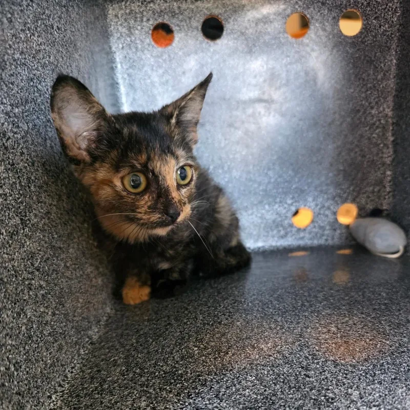 A baby small-sized female Torbie Domestic Short Hair cat named Island Princess COHA for adoption in Volcano, HI