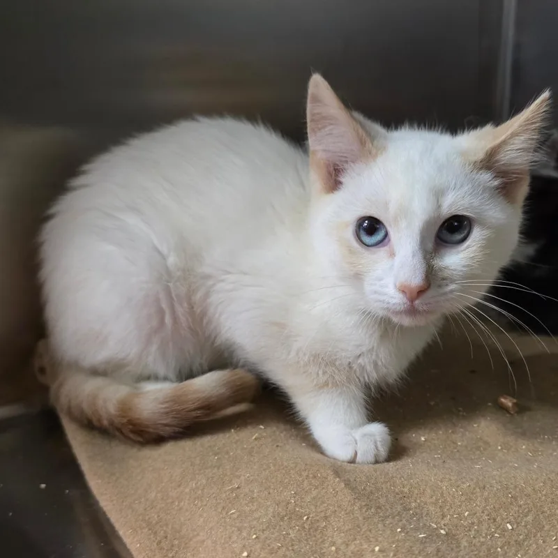 A baby small-sized male Flame Point Siamese cat named Kenickie for adoption in Spokane, WA