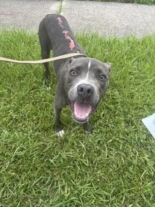 An adult medium-sized male Pit Bull Terrier dog named Mufasa for adoption in New Orleans, LA
