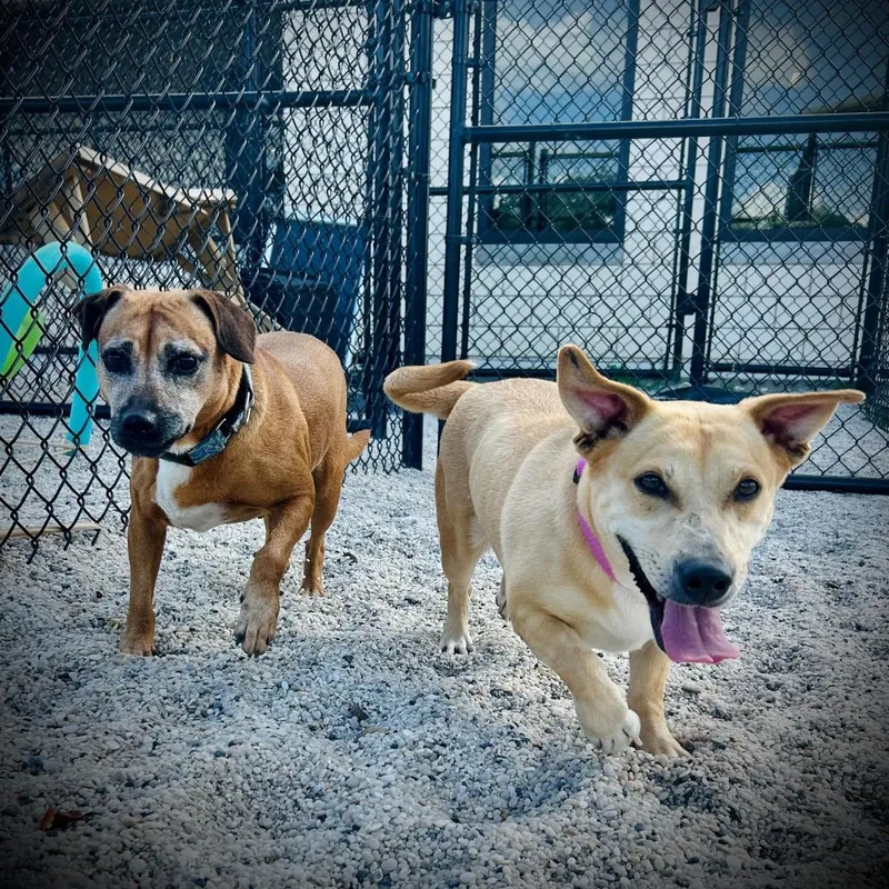 An adult medium-sized female Brown / Chocolate Mixed Breed dog named Jane for adoption in Englewood, FL