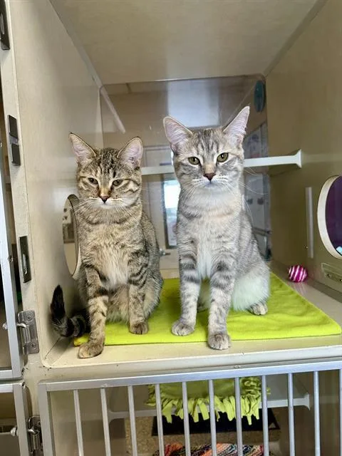 A young medium-sized female Domestic Short Hair cat named Lilu for adoption in Frisco, CO