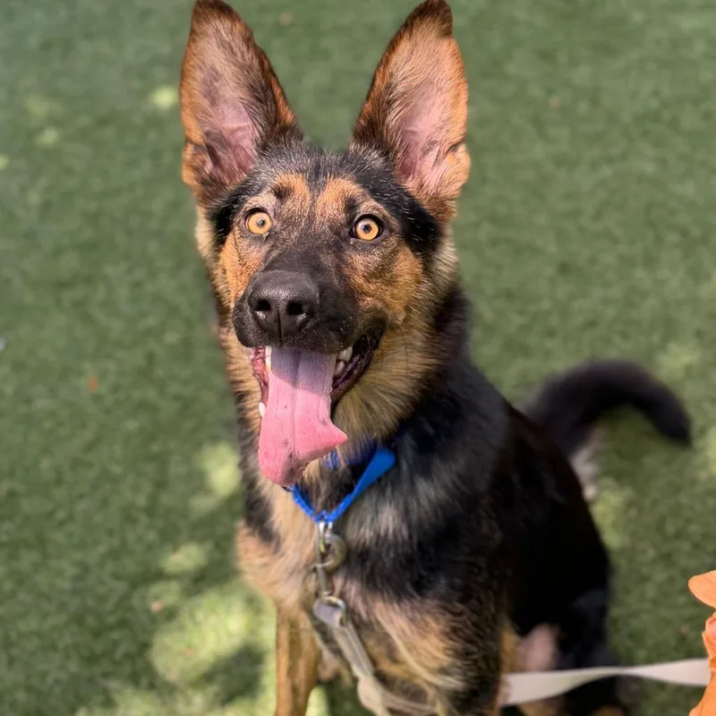 An adult medium-sized female Black Mixed Breed dog named Clawdeen for adoption in Asheville, NC