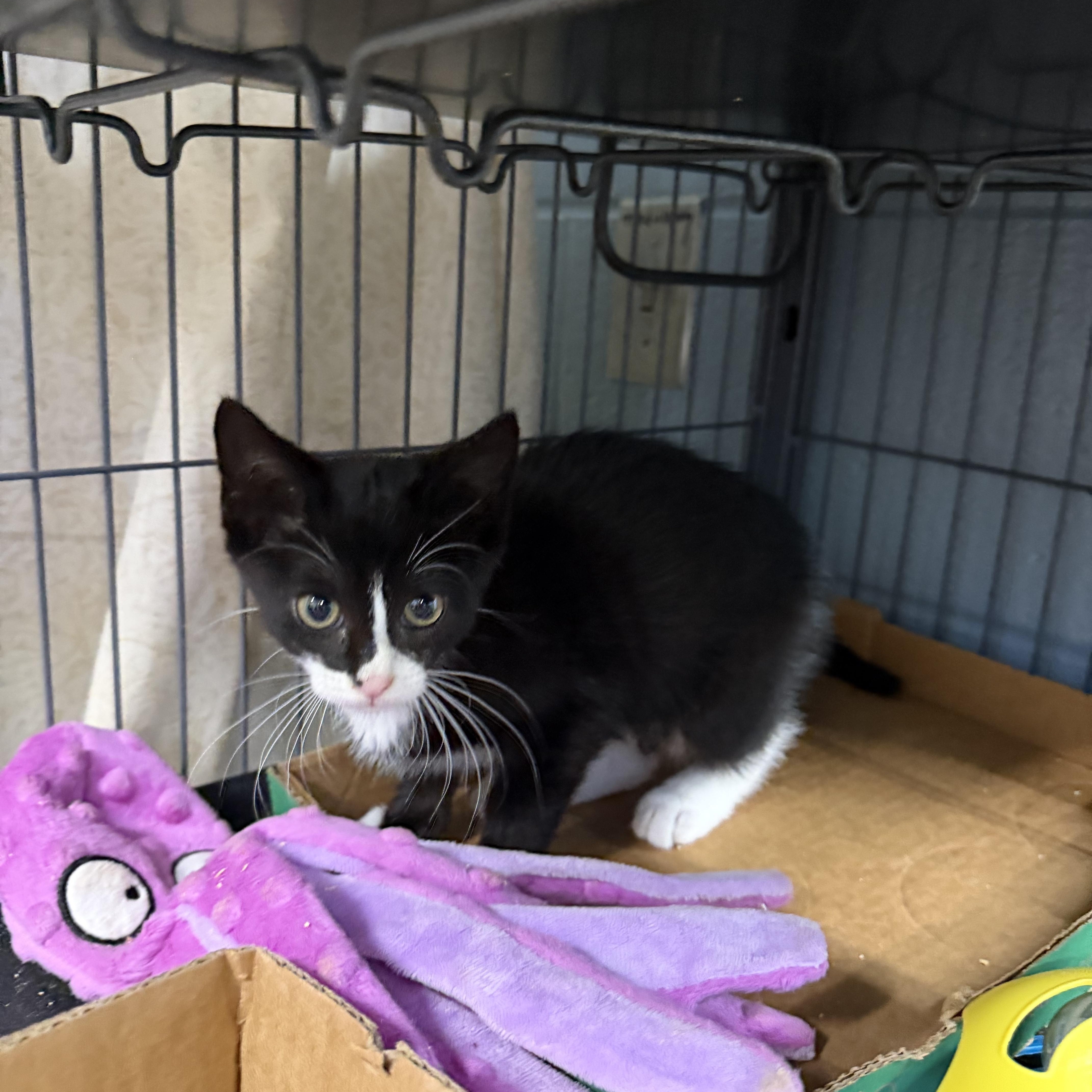 A young medium-sized female Black & White / Tuxedo Domestic Short Hair cat named Grace for adoption in Albemarle, NC