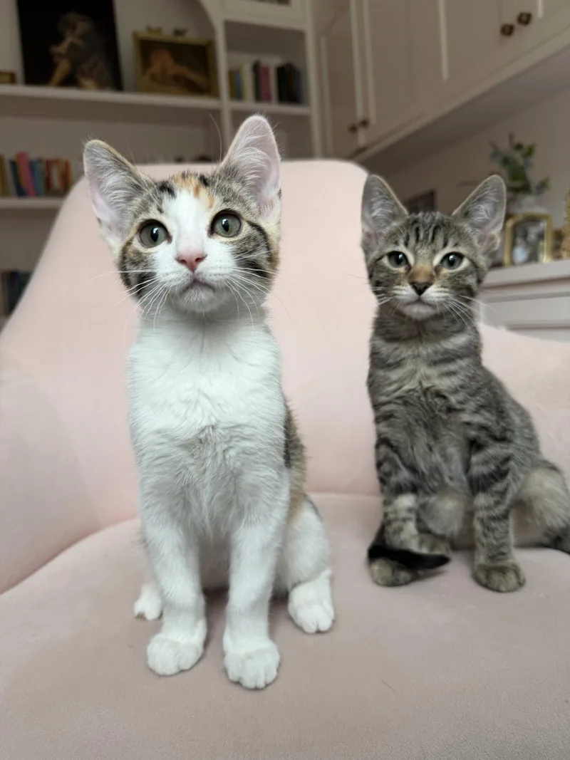 A baby small-sized female Calico cat named Coco for adoption in Walnut Creek, CA