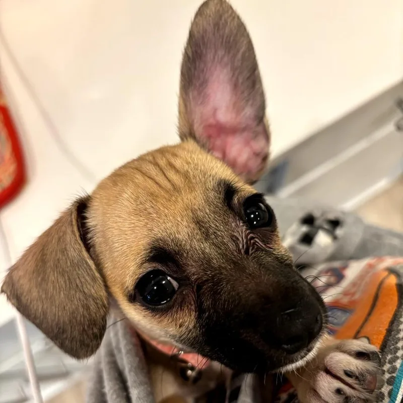 A baby small-sized female Yellow / Tan / Blond / Fawn Chihuahua dog named Bea for adoption in Durham, NC
