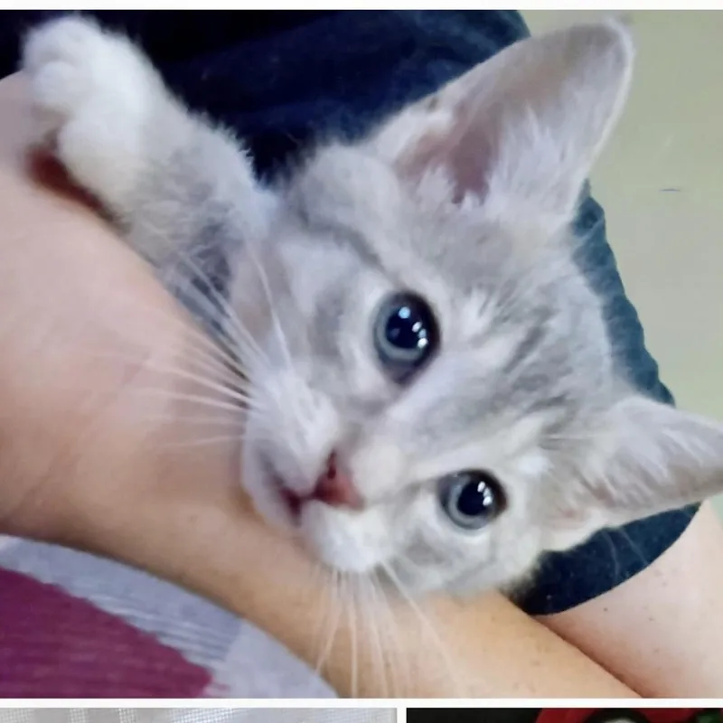 A baby small-sized male Tabby (Gray / Blue / Silver) American Shorthair cat named Gunner for adoption in Johnson City, TN