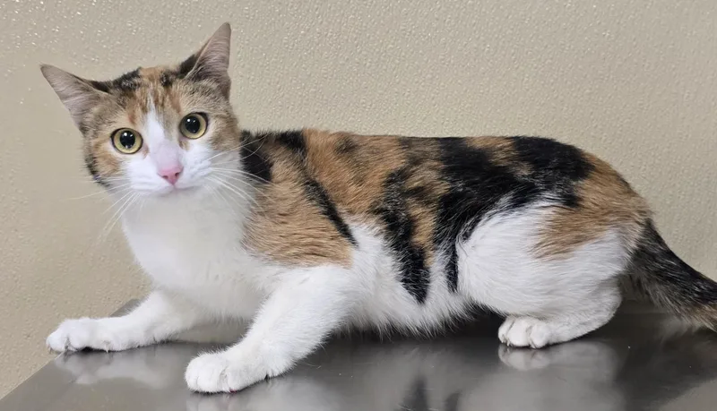 A young medium-sized female Domestic Short Hair cat named Matilda for adoption in Brainerd, MN