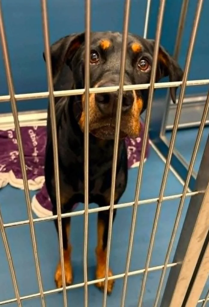 A young large-sized male Doberman Pinscher dog named Fergus for adoption in Warren, MI