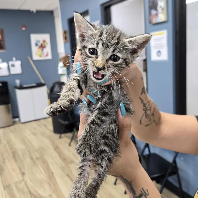 A baby small-sized female Domestic Short Hair cat named Joela for adoption in Newark, NJ