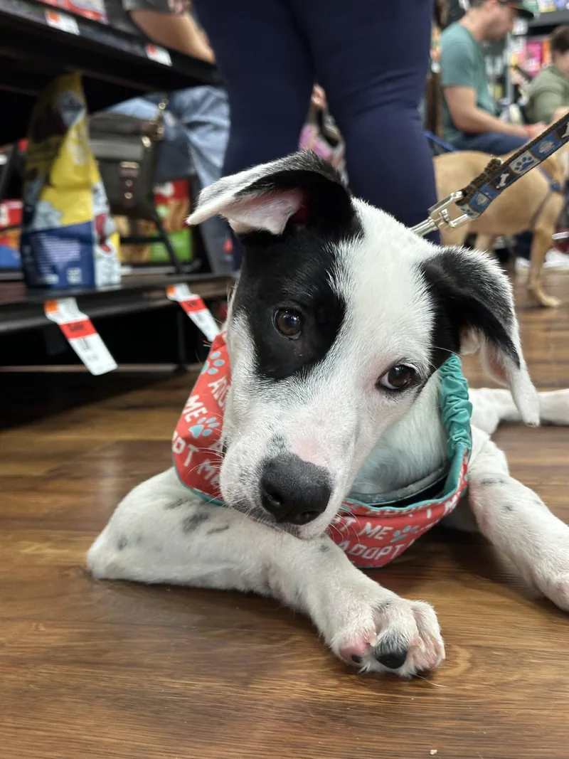 A baby medium-sized female Mixed Breed dog named Ada for adoption in Germantown, OH