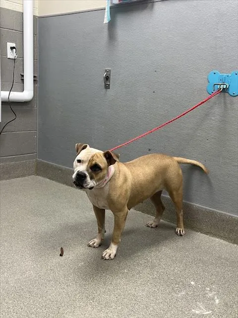 A young medium-sized female Pit Bull Terrier dog named Silly Sally for adoption in Las Vegas, NV