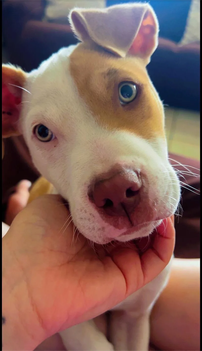 A baby large-sized male White / Cream American Staffordshire Terrier dog named Luffy for adoption in Houston, TX