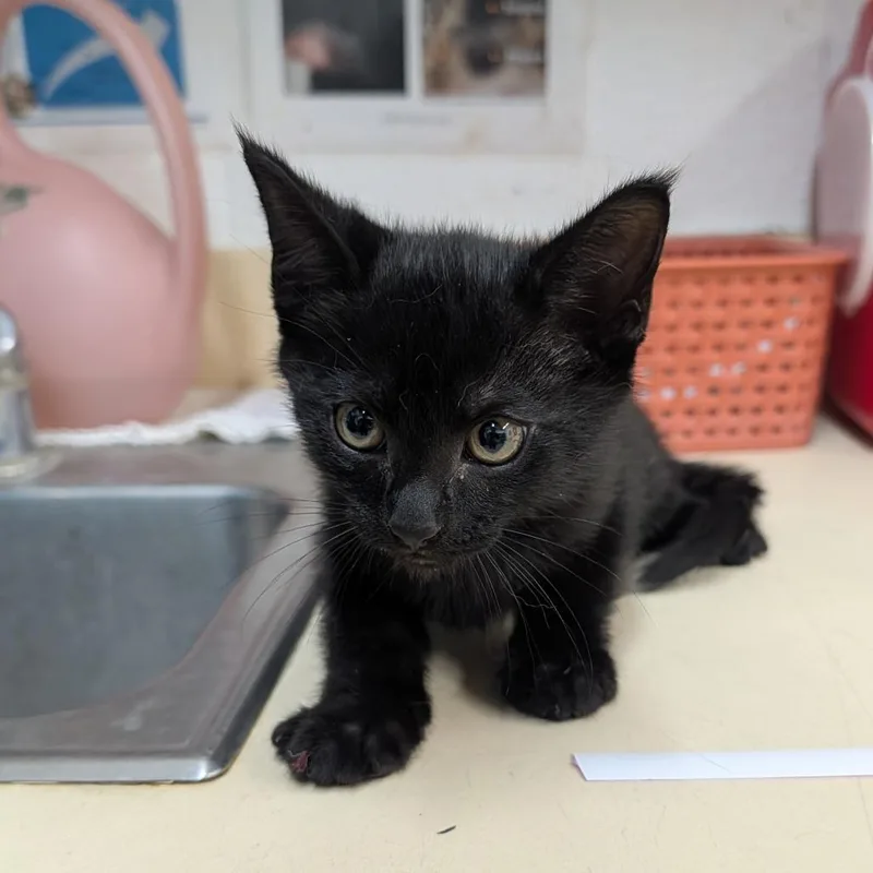 A baby small-sized male Black Domestic Short Hair cat named Oven for adoption in Ardmore, OK