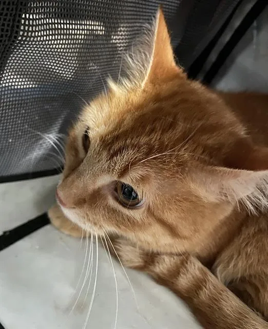A young medium-sized female Domestic Short Hair cat named Nami for adoption in Dallas, TX