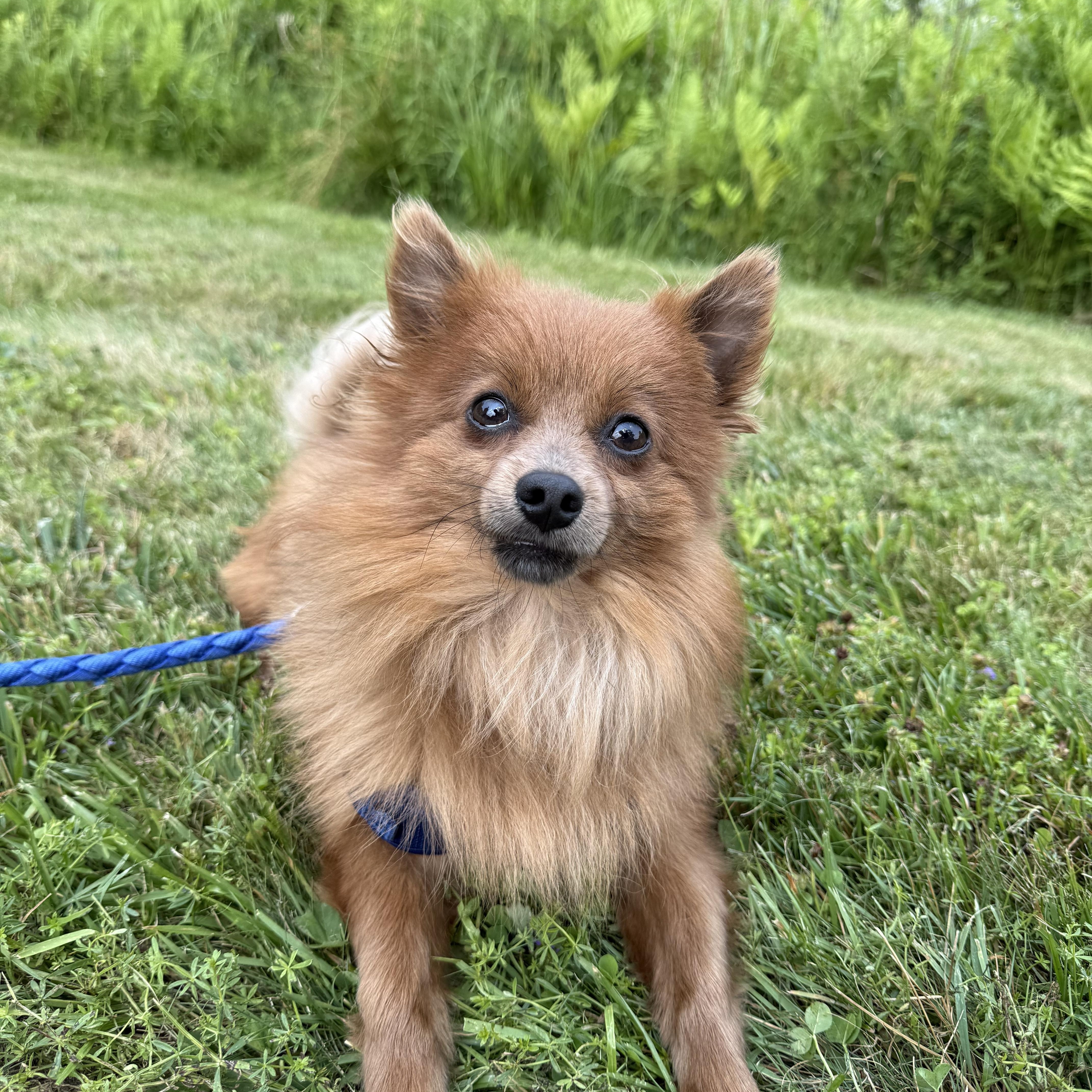 An adult small-sized male Pomeranian dog named Koda for adoption in Brownsville, VT