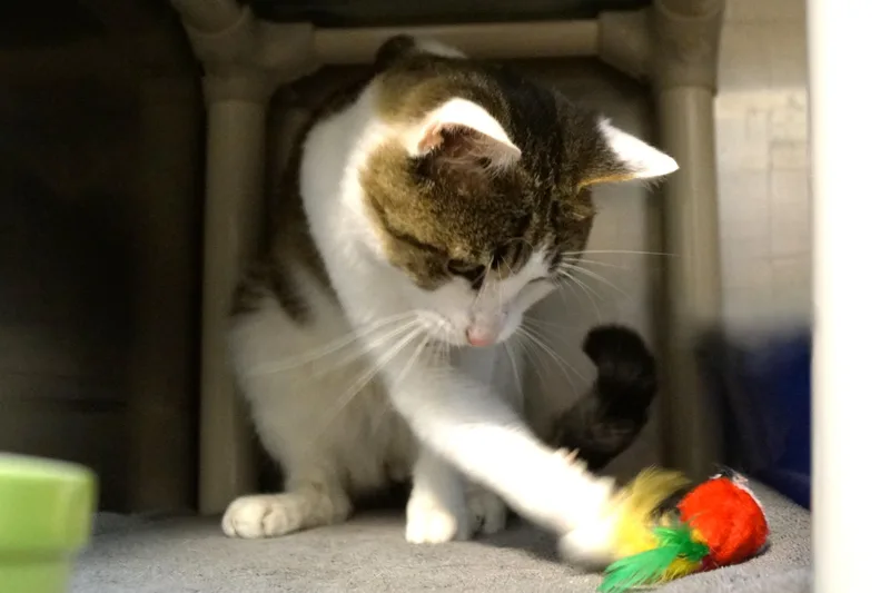 An adult medium-sized male Tabby (Brown / Chocolate) Tabby cat named Apollo for adoption in New Milford, CT